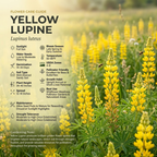 100 Pcs Yellow Lupine Seeds for Outdoors, Heirloom Lupinus Luteus for Planting, Sturdy Drought-Tolerant Plants for Spring Landscapes