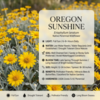 300 Pcs Oregon Sunshine Seeds, Non-GMO Heirloom Flowers for Gardens, Vigorous Growth, Low Maintenance Ground Cover