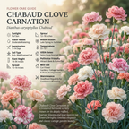 200 Pcs Carnation Seeds, Heirloom Chabaud Carnation Double Blooms, Sturdy Cold-Hardy Plants for Captivating Landscapes