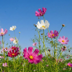 200 Pcs Sea Shells Cosmos Seeds, Heirloom Fluted Flower Mix for Planting, Fast-Growing Plants for Bright Sunlit Gardens & Floral Crafts
