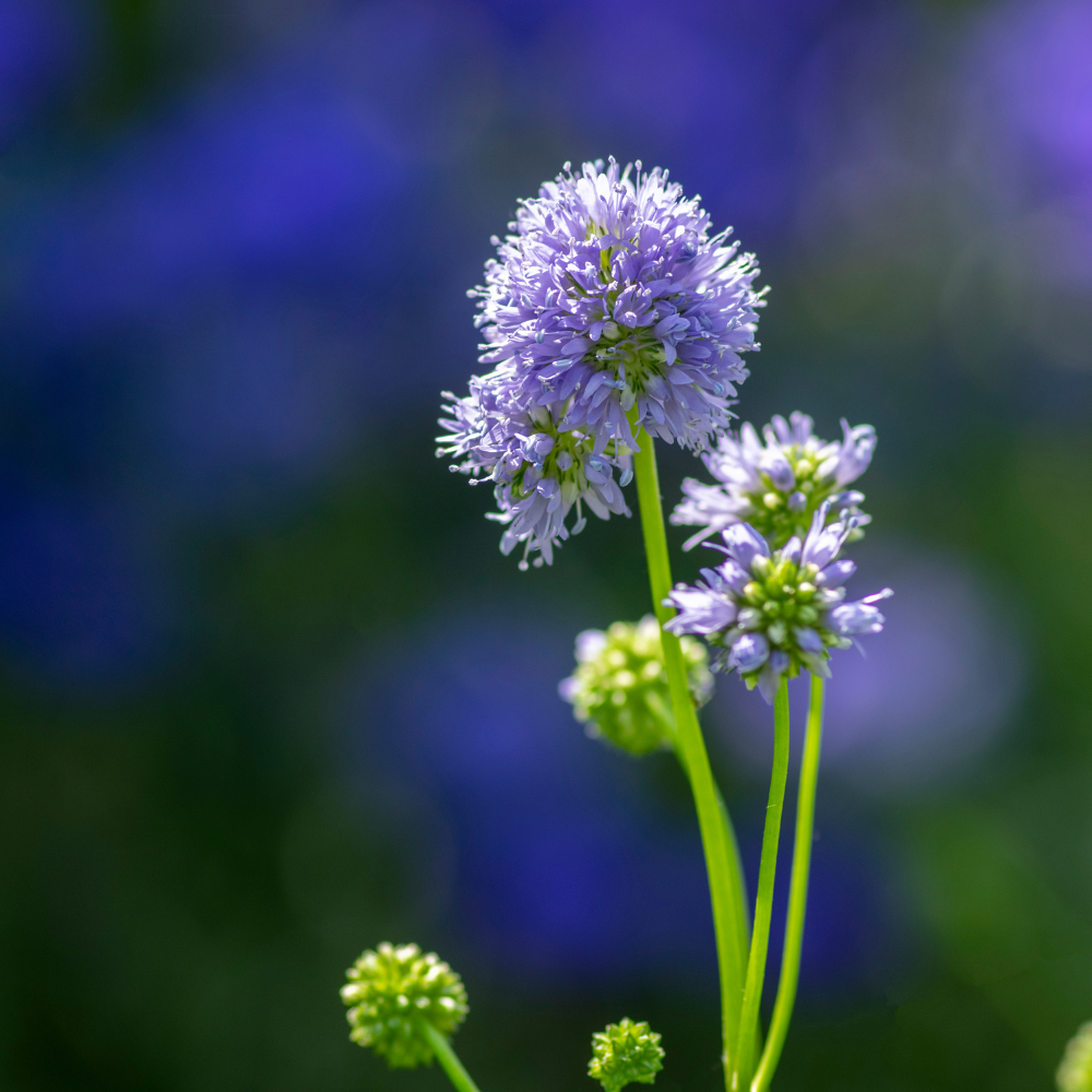 200 Pcs Globe Gilia Flower Seeds, Heirloom Blue-Headed Flowers for Planting, Fast-Growing Plants for Bright Sunlit Gardens