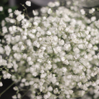 1000 Pcs Baby's Breath Seeds, Heirloom Gypsophila for Planting, Fast-Growing Flowers for Charming Sunlit Gardens & Floral Crafts