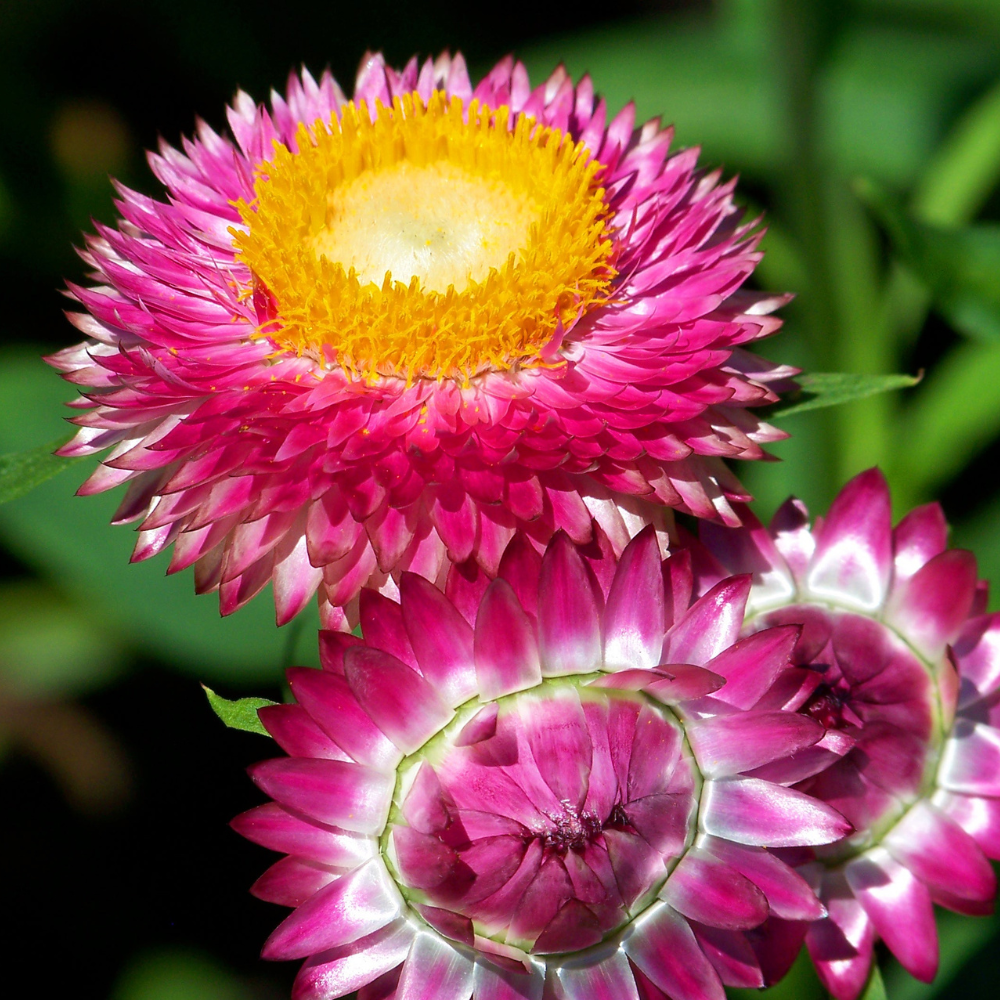 50 Pcs Silver Rose Strawflower Seeds for Planting Outdoors, Grow Robust, Easy to Care Papery Pink Blooms for Yard Borders