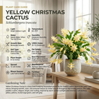2 Red Christmas Cactus Live Plant, 5-6 Inch Tall, Easy to Care Indoor Winter Houseplant for Office Desk and Patio Decor, Vigorous Live Holiday Plant