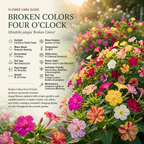 75 Pcs Four O'Clock Seeds for Outdoors, Robust Bushy Foliage & Bright Striped Flowers, Easy to Care Outdoor Yard Decor