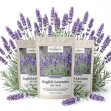3 Pack English Lavender Seeds (600 Seeds), Stunning Cold-Hardy Aromatic Herb for Outdoor Gardens, Sturdy Growth with Striking Purple Blooms