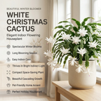 2 Red Christmas Cactus Live Plant, 5-6 Inch Tall, Easy to Care Indoor Winter Houseplant for Office Desk and Patio Decor, Vigorous Live Holiday Plant