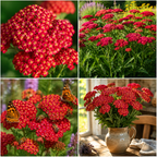 1500 Red Yarrow Seeds (Achillea millefolium rubra), Non GMO, Heirloom, Native Perennial Flower Seeds, Ruby Red Blooms, Spring & Fall Planting