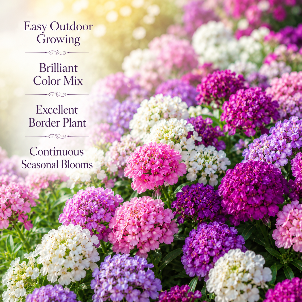 200 Mixed Color Candytuft Flower Seeds for Planting, Iberis umbellata, Non-GMO, Fast Growing, Multi-Color Flower Seeds, for Patio Pots, Containers, and Window Boxes
