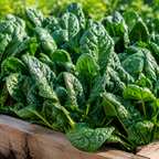 400 Pcs Bloomsdale Spinach Seeds, Non GMO, Heirloom, Cold Hardy Vegetable Gardening Seeds, for Raised Beds, Pots & Containers