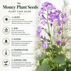 150 Money Plant Seeds, Non GMO, Heirloom Lunaria biennis Seeds, Unique Silver Dollar Honesty Flower, for Spectacular Dried Floral Home Decor