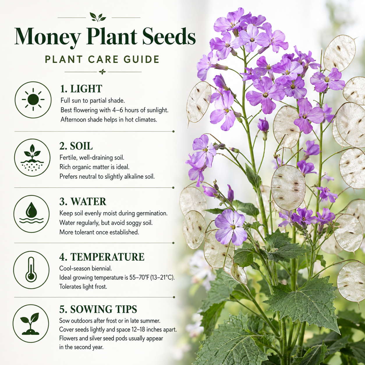 150 Money Plant Seeds, Non GMO, Heirloom Lunaria biennis Seeds, Unique Silver Dollar Honesty Flower, for Spectacular Dried Floral Home Decor