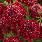 150 Scabiosa Seeds for Planting Outdoors, Non GMO, Fast Growing, Unique Multi-Color Pincushion Blooms, Charming Romantic Architectural Accent