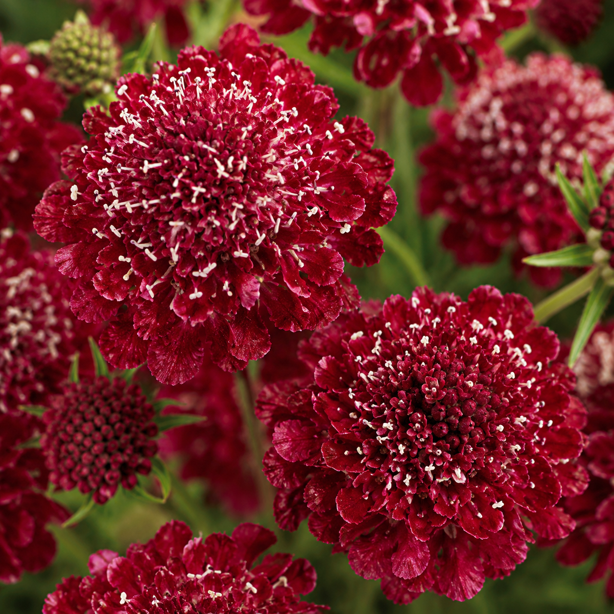 150 Scabiosa Seeds for Planting Outdoors, Non GMO, Fast Growing, Unique Multi-Color Pincushion Blooms, Charming Romantic Architectural Accent