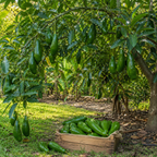 Avocado Tree Live Plants | Russell Avocado Trees Live Plants 30–36 Inch Tall | Potted Fruit Tree for Outdoor Growing & Backyard Gardens (No Ship to CA,HI,AK)