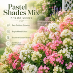 300 Pastel Shades Mix Phlox Seeds, Non-GMO Phlox drummondii Seeds, High Yield, Vibrant Multi-Color Fragrant Perennial, for Borders & Gardens