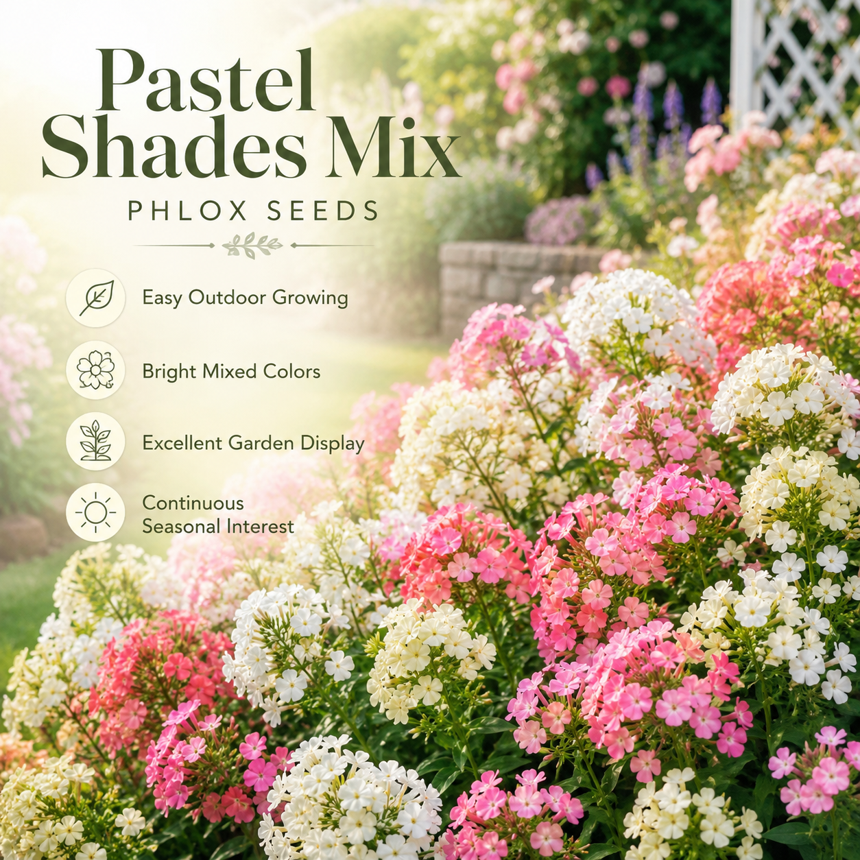 300 Pastel Shades Mix Phlox Seeds, Non-GMO Phlox drummondii Seeds, High Yield, Vibrant Multi-Color Fragrant Perennial, for Borders & Gardens
