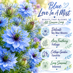 Blue Love In A Mist, 200 Nigella damascena Flower Seeds, High Yield, Easy to Grow, Spectacular Sky Blue Cut Flower, Ideal for Outdoor Spaces