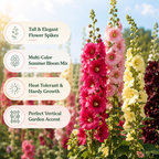 50 Hollyhock Summer Carnival Mix Flower Seeds, Easy Care, Vibrant Color Flowers for Vertical Garden Accents & Backyard Planting