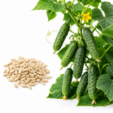 100 Boston Pickling Cucumber Seeds, Heirloom, High-Yield Vegetable Seeds, for Fresh Salads, Pots, Containers & Outdoor Planting