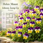 120 Helen Mount Johnny Jump Up Seeds, Non-GMO Viola cornuta Seeds, Cold Hardy Perennial, Ideal for Borders & Pots