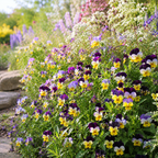 120 Helen Mount Johnny Jump Up Seeds, Non-GMO Viola cornuta Seeds, Cold Hardy Perennial, Ideal for Borders & Pots