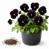 25 Sorbet Series Black Delight Viola Seeds, Non GMO, Easy to Grow, Cool Season Flower Seeds for Outdoor Planting