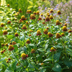400 Toothache Plant Seeds for Planting Outdoors, Heirloom, Easy to Grow, Fast Growing Peek-A-Boo Electric Buttons, Unique Yellow Red Flower Seeds