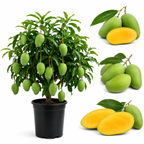 Mallika Mango Tree Live Plant | Fruit Tree 2–3 Ft Tall for Planting | Premium Tropical Mango Variety | Outdoor Fruit Tree for Yard, Patio & Garden Growing (No Ship to CA,HI,AK)