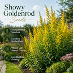 200 Showy Goldenrod Seeds, Non-GMO, Solidago speciosa Seeds, Vibrant Yellow Flower, Native Perennial for Backyard Landscape