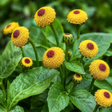 600 Toothache Plant Seeds (Spilanthes oleracea), Non GMO, High Yield Herb Seeds, Easy to Grow, Peek-A-Boo Electric Buttons for Gardeners