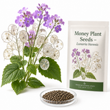 150 Money Plant Seeds, Non GMO, Heirloom Lunaria biennis Seeds, Unique Silver Dollar Honesty Flower, for Spectacular Dried Floral Home Decor