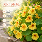 25 Peach Melba Dwarf Nasturtium Seeds, Non-GMO, Heirloom Edible Flower Seeds, Compact Yellow Cream Flowers with Raspberry Centers, for Outdoor Planting