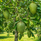Soursop Tree Live Plant, Annona Muricata 2-3 Ft Potted in 3 Gallon Pot, Tropical Evergreen Fruit Tree for Home Orchards (No Ship to CA,HI,AK)