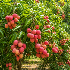 Sweetheart Lychee Tree Plant | 3 Gallon Pot | 3 Foot Tall Live Tropical Fruit Plant | Low Maintenance Everbearing Fruit Tree (No Ship to CA,HI,AK)