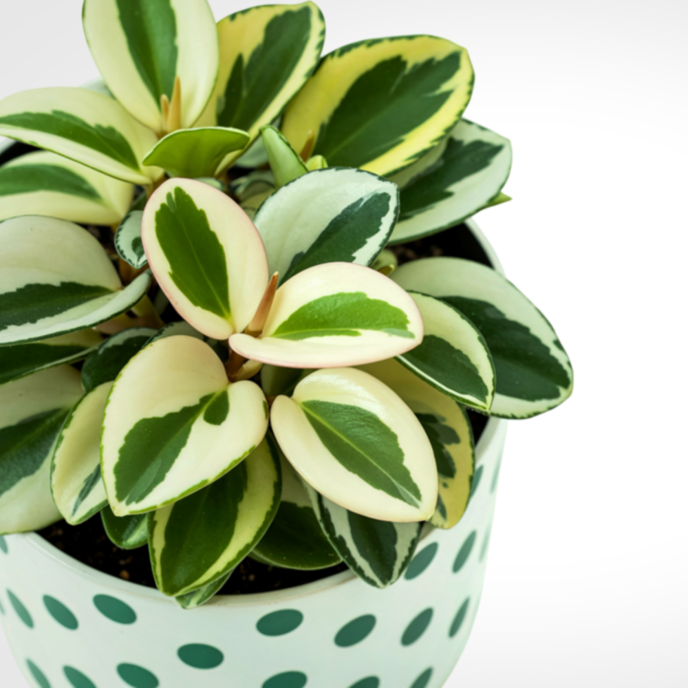 Baby Rubber Plant Live Indoor | Variegated Peperomia Obtusifolia Plant in 4'' Inch Pot | Low-Maintenance Peperomia Live Plant | Suitable for Home & Office Displays