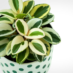 Baby Rubber Plant Live Indoor | Variegated Peperomia Obtusifolia Plant in 4'' Inch Pot | Low-Maintenance Peperomia Live Plant | Suitable for Home & Office Displays