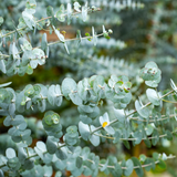Baby Blue Eucalyptus Live Plant in 2.5 Inch Pot | Live Eucalyptus Plant Indoor or Outdoor | Elegant Compact Growth | Ideal for Patio Pots, Entryways & Home Styling