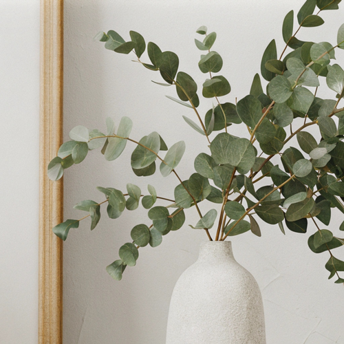 Baby Blue Eucalyptus Live Plant in 2.5 Inch Pot | Live Eucalyptus Plant Indoor or Outdoor | Elegant Compact Growth | Ideal for Patio Pots, Entryways & Home Styling