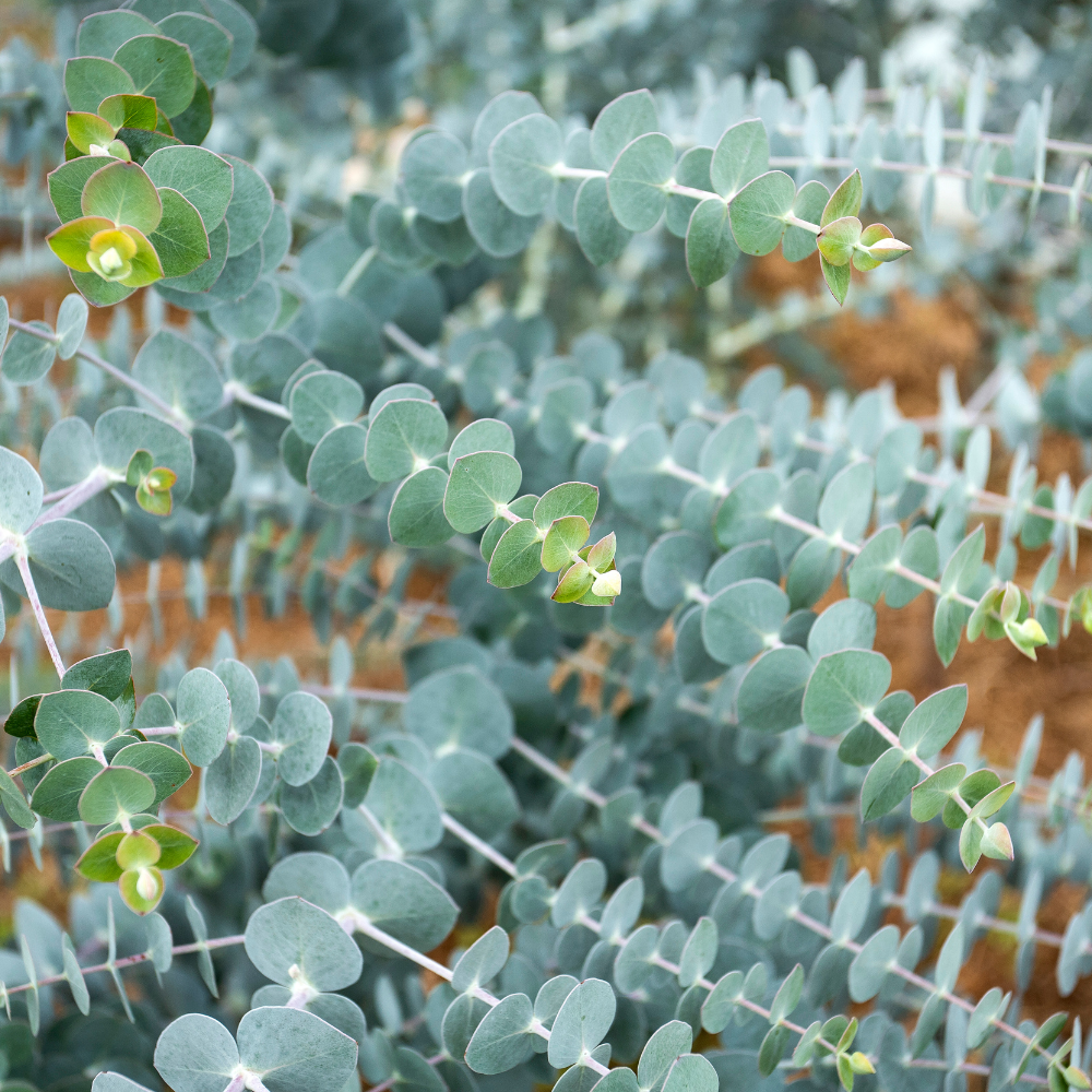 Baby Blue Eucalyptus Tree Live Plant in 2.5 Inch Pot | Live Eucalyptus Plants for Growing Indoors or Outdoors | Compact Blue-Green Foliage | Ideal for Garden, Patio & Home Décor