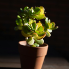 Variegated Jade Live Succulent in 2" Inch Pot | Crassula Ovata | Compact Tri-Color Plant | Ideal for Collections & Gifts