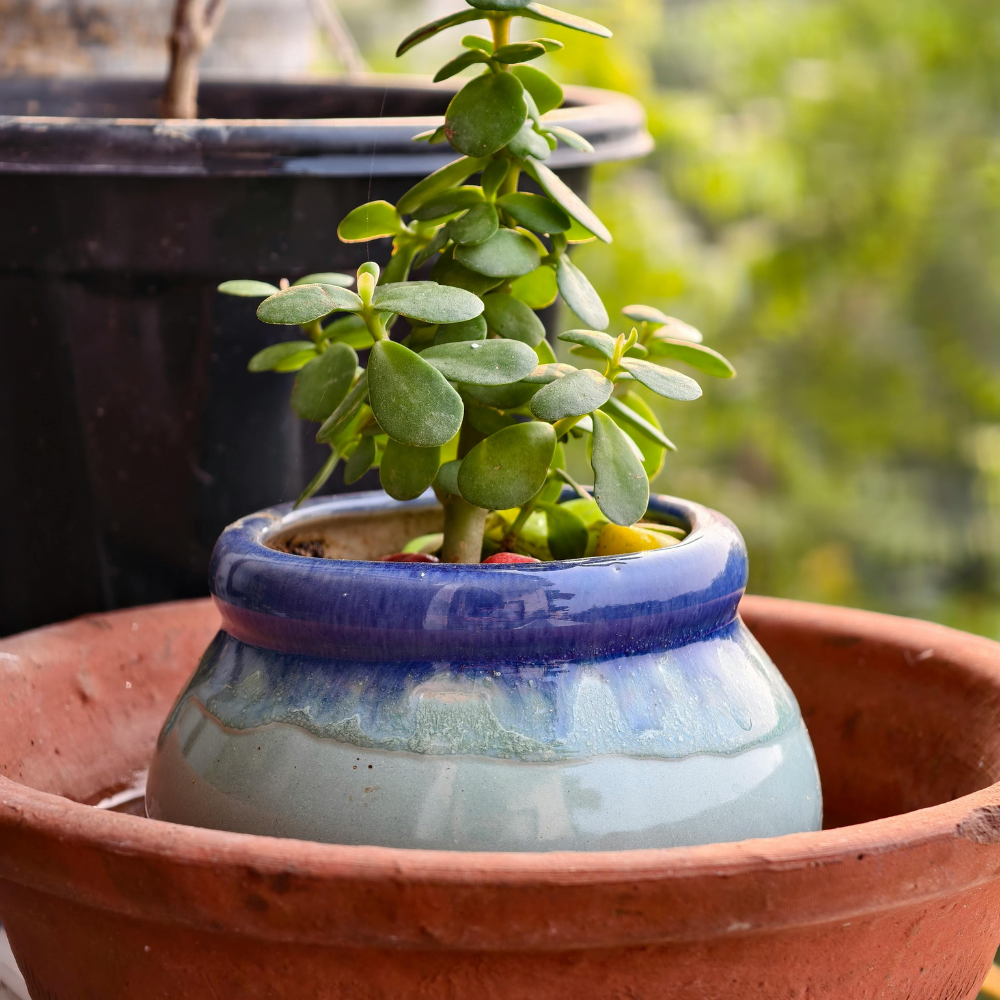 Variegated Jade Live Succulent in 2" Inch Pot | Crassula Ovata | Compact Tri-Color Plant | Ideal for Collections & Gifts