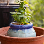 Variegated Jade Live Succulent in 2" Inch Pot | Crassula Ovata | Compact Tri-Color Plant | Ideal for Collections & Gifts