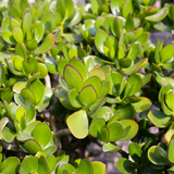 Jade Plant Live in 4" Inch Pot | Variegated Crassula Ovata | Great for Collections, Gifts & Small Spaces