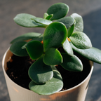 Variegated Jade Live Succulent in 2" Inch Pot | Crassula Ovata | Compact Tri-Color Plant | Ideal for Collections & Gifts