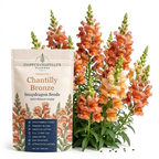30 Pcs Chantilly Bronze Snapdragon Seeds, Heirloom Non-GMO Open-Faced Flowers, Sturdy Tall Stems for Cut Floral Bouquets