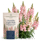 60 Pcs Chantilly Light Pink Snapdragon Seeds for Planting, Adaptable Cold-Hardy Flowers, Grow Robust, Low Maintenance Blooms for Yard Borders