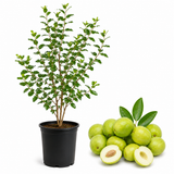 Thai Jujube Tree Live Plant, 3 Gallon Pot Jujube Plant, 12-16" Tall, Easy to Grow, Crisp Sweet Edible Fruit Tree, Ideal for Patio, Garden & Backyard Orchards (No Ship to CA, HI, AK)
