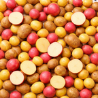Mixed Color Potato Seeds for Planting, Red - Russet - Yukon Gold Potatoes, 4 Lbs, Non GMO, Great for Home Gardens, Container Growing, Fresh Cooking & Culinary Use