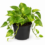 Golden Pothos Live Plant, 6" Potted Plant, Easy Care Indoor Vine, Hanging Green Foliage for Shelves and Desks